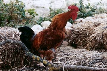 Coq