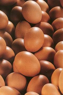 Oeufs Bio