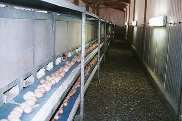 Les pondoirs en milieu de journe